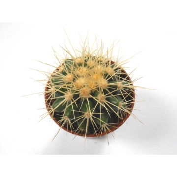 Echinocactus grusonii