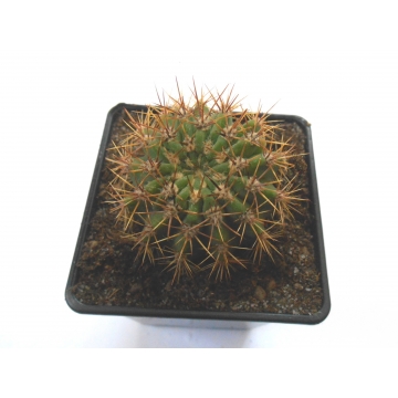 Acanthocalycium klimpelianum