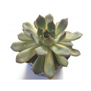 Echeveria pulidonis 