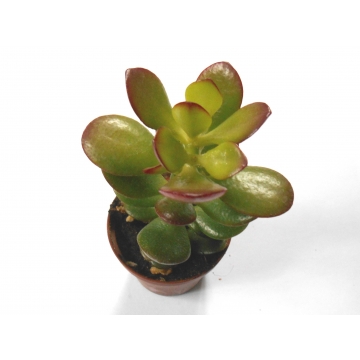 Crassula ovata