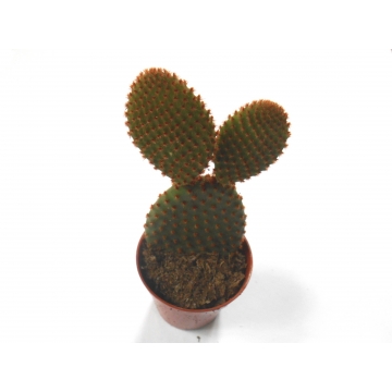 Opuntia microdasis rufida Minor