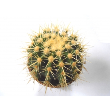 Echinocactus grusonii