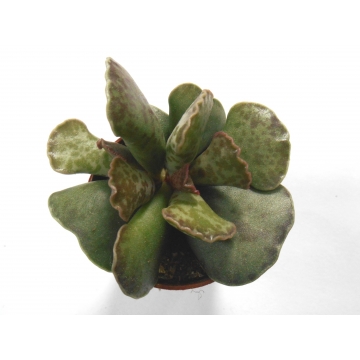 Adromischus cooperi