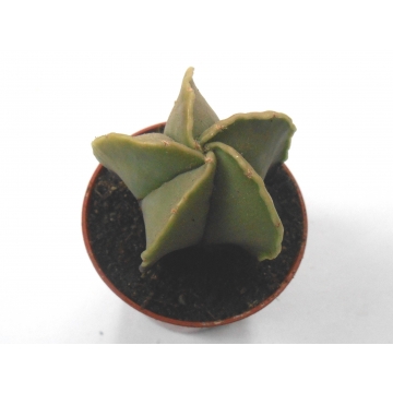 Astrophytum myriostigma var. nudum
