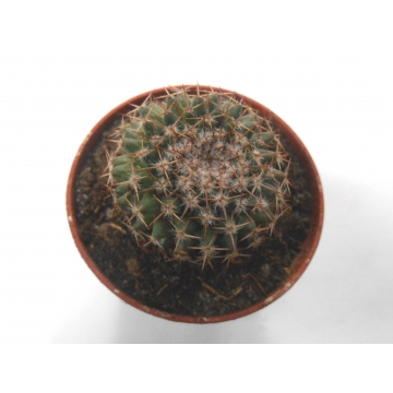 Mammillaria formosa