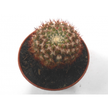 Notocactus floricomus