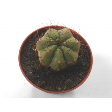 Notocactus ottonis