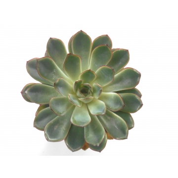 Echeveria pulidonis