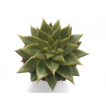 Echeveria agavoides miranda