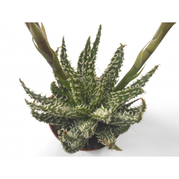 Aloe humilis var pratensis