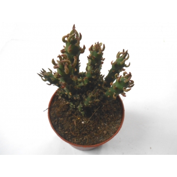 Opuntia subulata