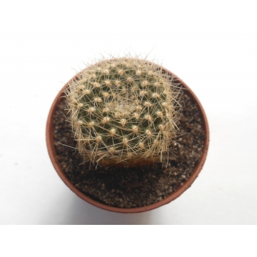 Rebutia donald