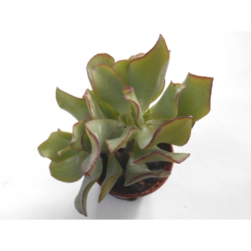 Crassula arborescens