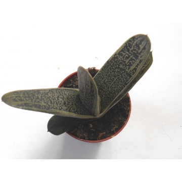 Gasteria littleworthii