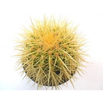 Echinocactus grusonii