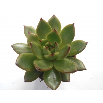 Echeveria agavoides miranda