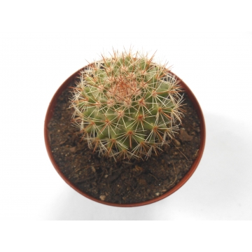 Mammillaria backebergiana