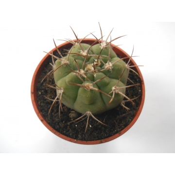Gymnocalycium grandiflorum
