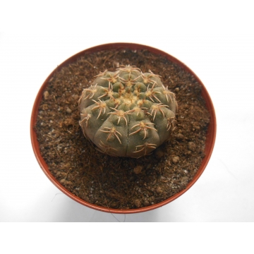 Gymnocalycium stellatum
