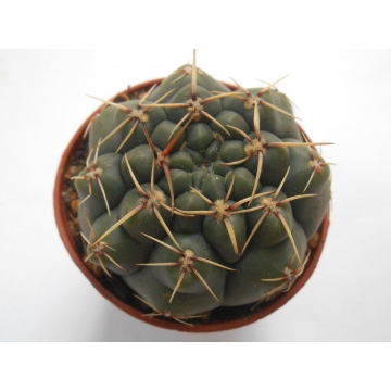 Gymnocalycium schroederianum paucispinum