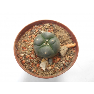 Lophophora williamsii 