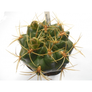 Gymnocalycium monvillei