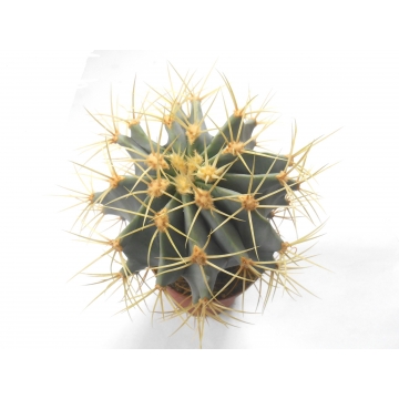 Ferocactus glaucescens