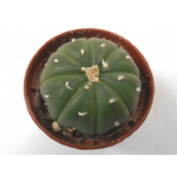 Astrophytum asterias var nudum