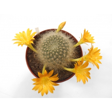 Rebutia kesselringiana