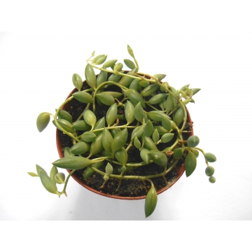 Senecio herreianus