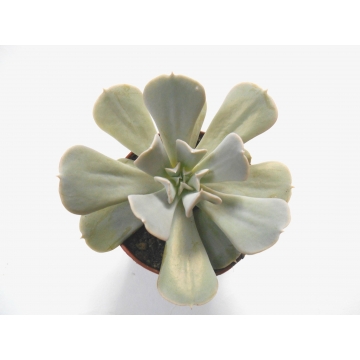 Echeveria runyonii