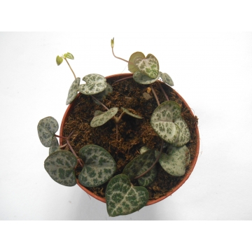Ceropegia Woodii