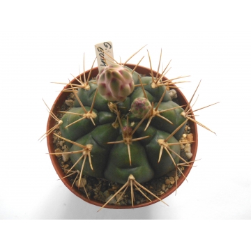 Gymnocalycium eurypleurum
