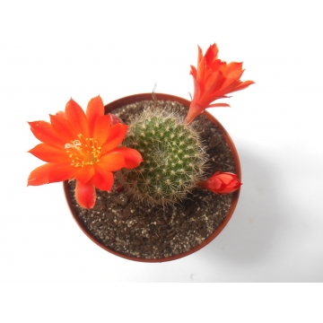 Rebutia lucida