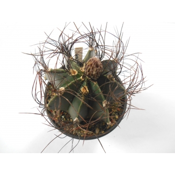 Astrophytum senile