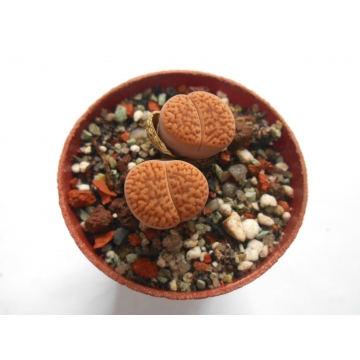 Lithops hookeri Marginata