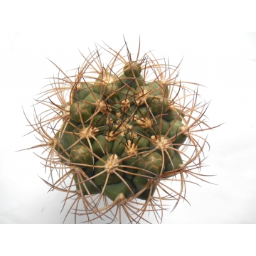 Gymnocalycium saglionis