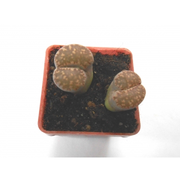 Lithops ssp