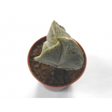 Astrophytum myriostygma v tricostatum