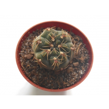 Gymnocalycium baldianum