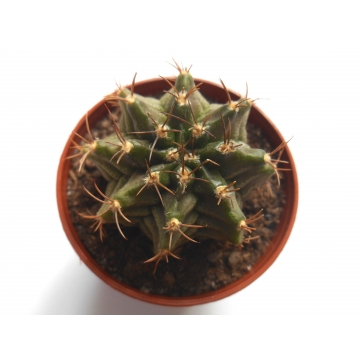 Gymnocalycium mihanovichii