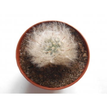 Mammillaria bocasana růžová
