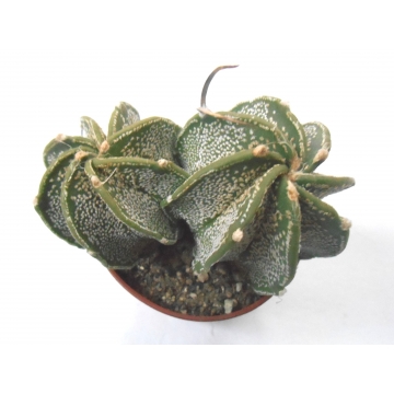 Astrophytum capricorne
