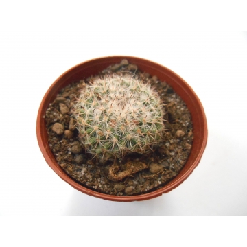 Mammillaria bravoae