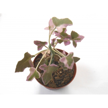 Senecio articulatus variegata