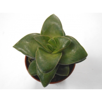 Crassula springtime