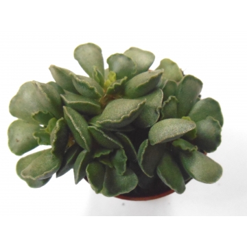 Adromischus cristatus
