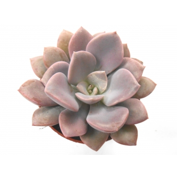 Echeveria metallica