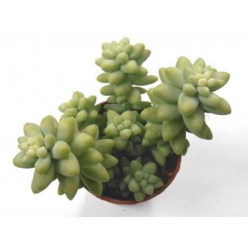 Sedum burrito