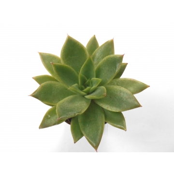Echeveria agavoides